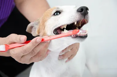 Новая ферментативная зубная паста для собак помогает уменьшить зубной  камень и зубной налет – лучшие товары в онлайн-магазине Джум Гик
