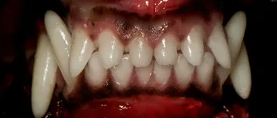 Смена зубов у собак карликовых пород | ВКонтакте