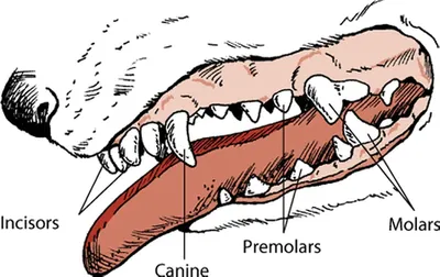 Итак, недокус у собаки - это ситуация, когда нижняя челюсть по каким-то  причинам короче верхней. В результате зубы нижней челюсти отходят… |  Instagram