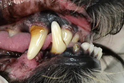 Зубы собаки - особенности строения и ухода - Клуб Кинологов «ЭЛИТА»