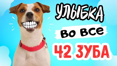 Чистка зубов собаке в Красногорске: 91 исполнитель с отзывами и ценами на  Яндекс Услугах.