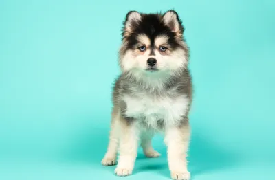 20 недорогих пород собак – примерные цены и описание каждой породы