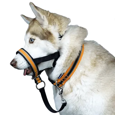 Недоуздок для собак White Wolf (корректор поведения, халти) Спорт Оранжевый  - купить с доставкой по выгодным ценам в интернет-магазине OZON (364289146)
