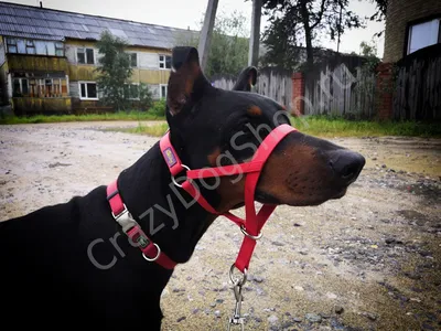 Купить Намордник Trixie для собак, пластиковый, S 17 см (чёрный) в  Danio.com.ua