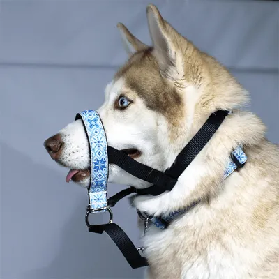 Недоуздок для собак White Wolf \"Поларис\" - купить с доставкой по выгодным  ценам в интернет-магазине OZON (498305982)