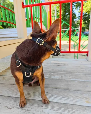 Намордник пластиковый с кожаным ремешком для собак всех пород купить по  цене 152.1 ₽ в интернет-магазине KazanExpress