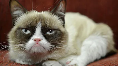 Умерла \"сердитая кошка\" Grumpy Cat - РИА Новости, 17.05.2019
