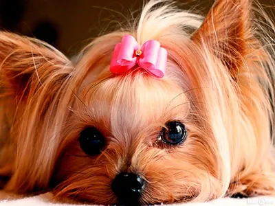 Мелкие породы собак: особенности кормления | Блог зоомагазина Zootovary.com