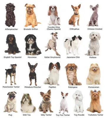 средние породы собак с именами набор различных видов идентификация вектора  мультфильмов Иллюстрация вектора - иллюстрации насчитывающей бульдоги,  шарж: 266642123