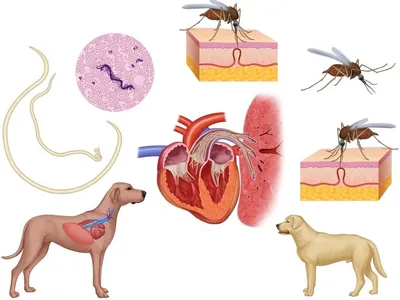 Дирофиляриоз у собак или сердечный червь