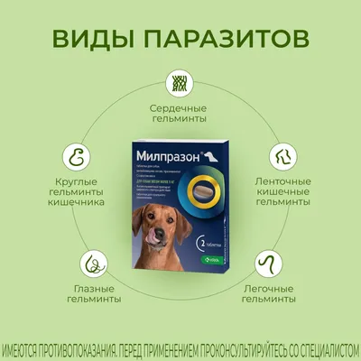 Ошейник (Inspector) (4мес), 75см от блох, клещей и глистов для крупных собак  (ЛИЦЕНЗИЯ), купить оптом в Москве, цена, характеристики, описание - Симбио  - ЗооЛэнд