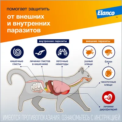 Таблетки для кошек и собак 10-20 кг NEOTERICA PROTECTO от внешних и  внутренних паразитов - интернет-магазин «Pet Team»