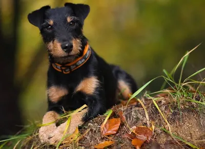 Немецкие породы собак фото фотографии