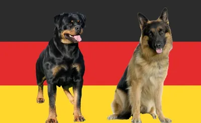 21 порода собак из Германии со знаком немецкого качества! | МанкиБлог | Дзен