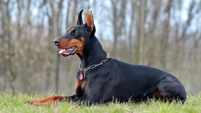 7 пород собак, выведенных в Германии. Немецкие породы одни из самых  известных | Собака - друг человека | Дзен