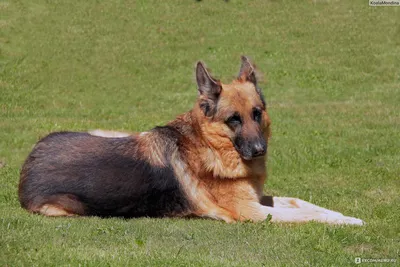 Немецкие породы собак - 62 фото
