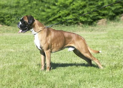 Боксер собака: фото, характер, описание породы