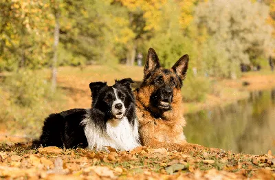 Служебные собаки: 40 пород с фото и названиями, виды