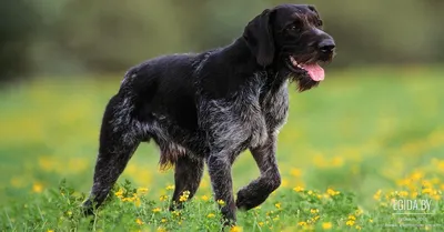 Немецкие породы собак: ТОП-30 с фотографиями и названиями
