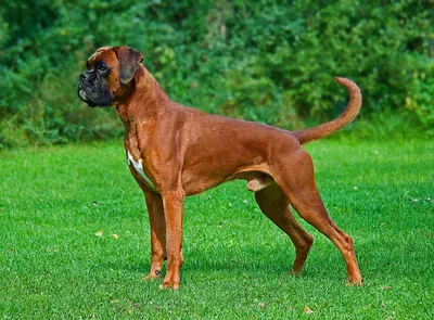 Немецкий боксер собака фото фотографии