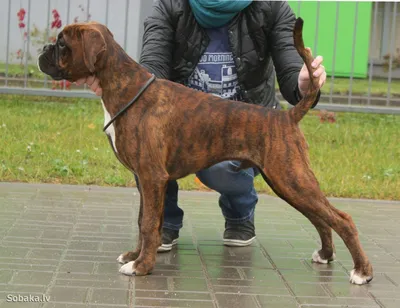 ✓ Немецкий боксёр - самая игривая порода среди охранных собак - YouTube