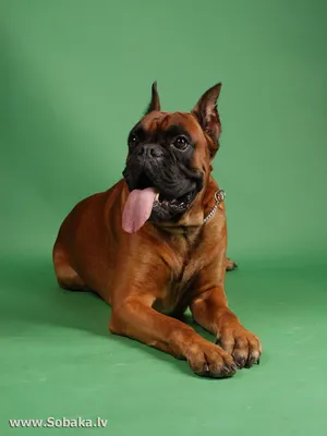 Немецкий боксер - описание породы собак: характер, особенности поведения,  размер, отзывы и фото - Питомцы Mail.ru