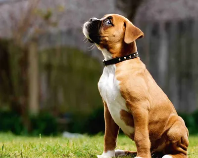Немецкая собака боксера стоковое фото. изображение насчитывающей собачий -  28566226