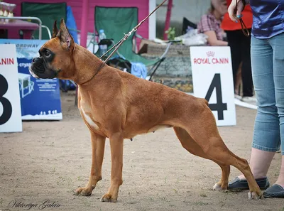 SOBAKI.PRO | Породы собак | Немецкий боксёр | Фото 1051