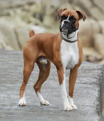 Немецкий боксер - описание породы, размеры и фото собаки| Цена щенков немецкого  боксера | Pet-Yes