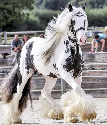 Необычные лошади фото 