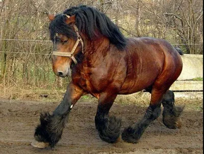 Интересные факты о лошадях - Лошадь» — не исконно русское слово: мы  позаимствовали его у тюркских кочевников. Но оно достаточно быстро  прижилось в языке и обросло исконно нашими, «родными», синонимами:  например, «жеребец»