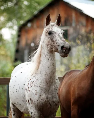 Удивительные факты о лошадях | Красивые лошади, Картина лошади, Лошади