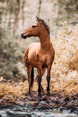 Необычные рисунки лошадей - 66 фото