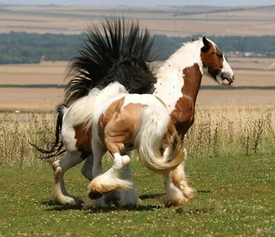 Необычные лошади (30 Фото) » Триникси