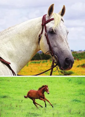 Все знают , что Лошади спят стоя А вот ещё интересный факт - Лошади могут  интерпретировать человеческие эмоции #horse #weekends | Instagram