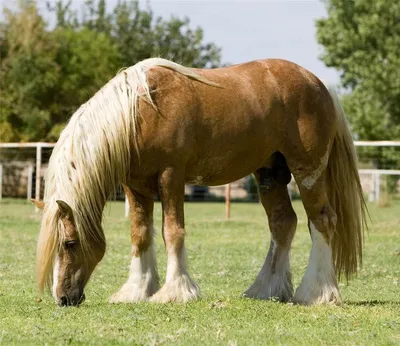 Зеброид: необычная и очень редкая лошадь » 24Warez.ru - Эксклюзивные  НОВИНКИ и РЕЛИЗЫ