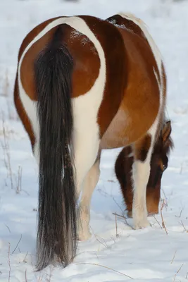 Необычные лошади фото фотографии