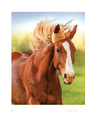 Необычные лошади | Пикабу