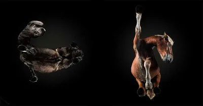 Прикольные картинки про лошадей (70 фото)