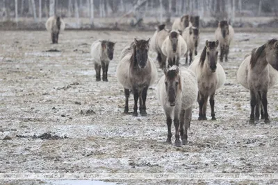 В Запорожье лошади без присмотра чуть не спровоцировали ДТП (ВИДЕО) |  Портал Акцент