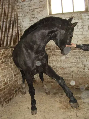 Необычные лошади