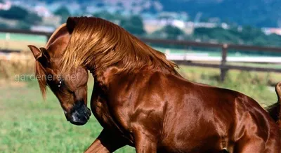 Как лошади выглядят снизу - Photar.ru