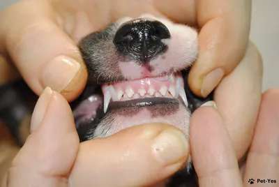 Запущений зубний камінь у собаки. Ультразвукове чищення зубів