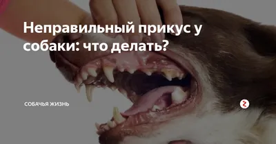 Исправление неправильного прикуса у собак 🐶 и кошек 🐱 в Москве - цены в  ветклинике «Джунгли»