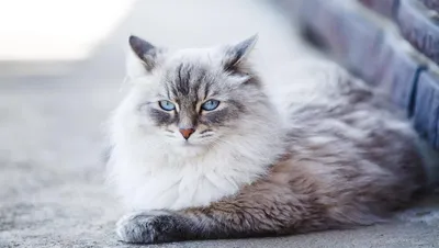 Невский маскарадный кот фото 