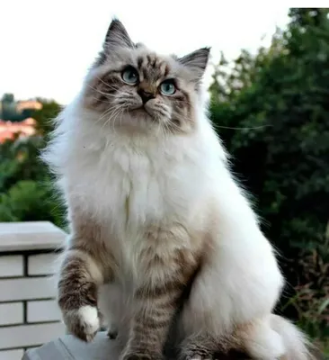 Невский маскарадный кот :: Леонид Дудко – Социальная сеть ФотоКто