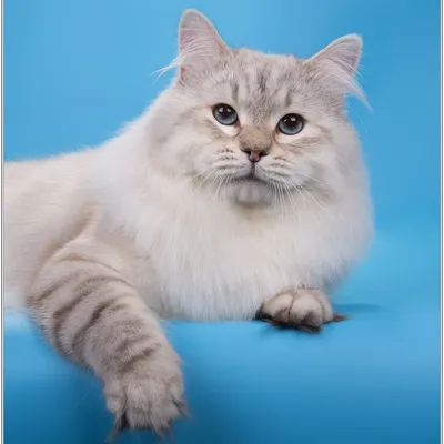 Невская маскарадная кошка Олимпия Ненаглядная Красота