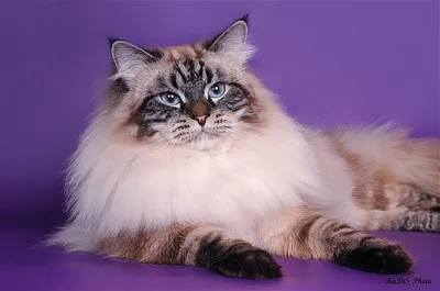 Невская маскарадная кошка — Википедия