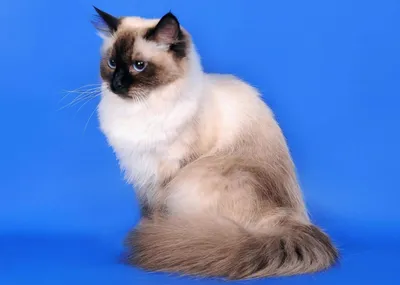 Невский маскарадный кот фото фотографии