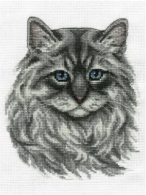 Невская маскарадная кошка: фото, характер, описание породы